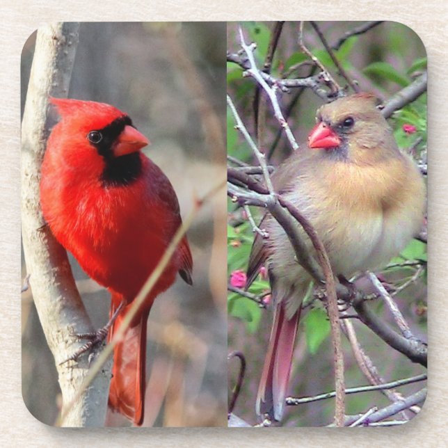 Cardinal Couple Beverage Coaster (Front)