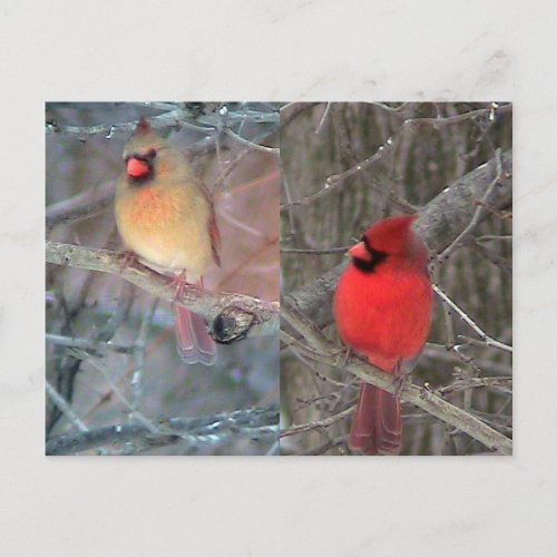 Cardinal Couple postcard