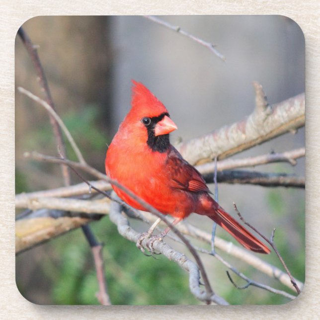 Cardinal Crest Beverage Coaster (Front)