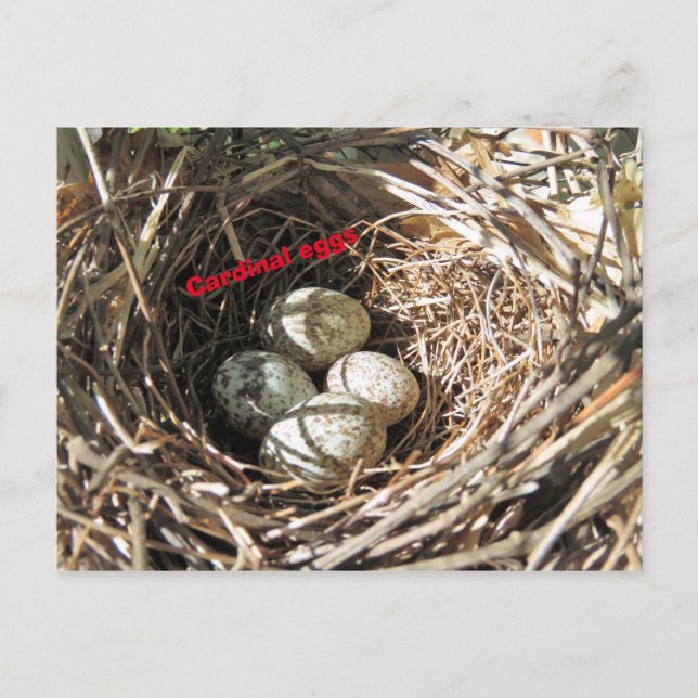Cardinal Eggs Postcard (Front)