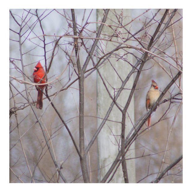 Cardinal family acrylic print (Front)