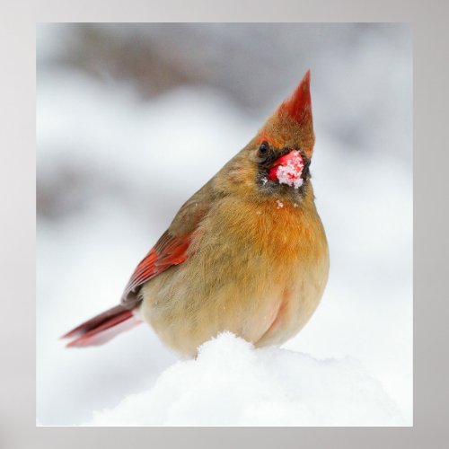 Cardinal Female Bird in Snow Poster