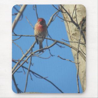 Cardinal Female/Bird Mouse Pad