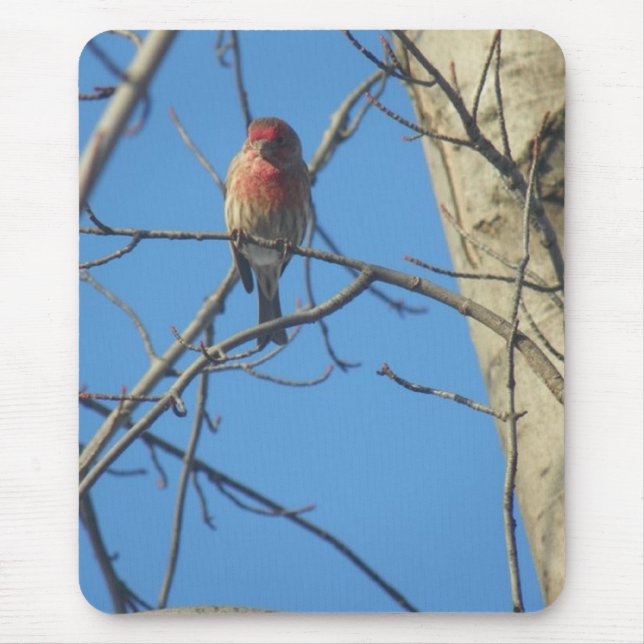 Cardinal Female/Bird Mouse Pad (Front)
