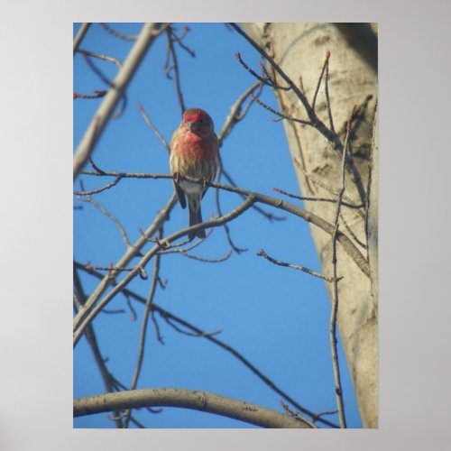 Cardinal FemaleBird Poster