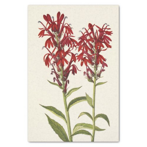 Cardinal Flower by Mary Vaux Walcott Tissue Paper