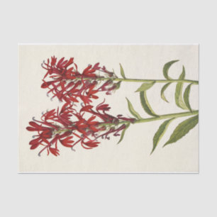 Cardinal Flower by Mary Vaux Walcott Tissue Paper