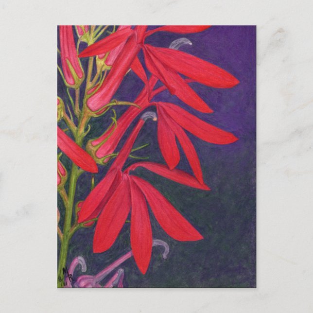 Cardinal Flower Floral Painting Postcard (Front)