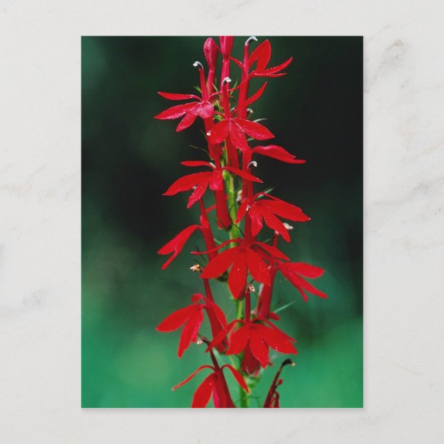 Cardinal flower flowers postcard (Front)