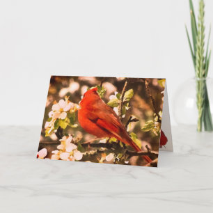 Cardinal for Fathers Day Card
