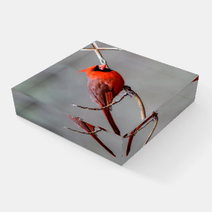 Cardinal Glass Paperweight