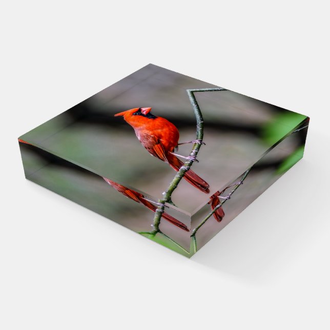 Cardinal Glass Paperweight (Angled)