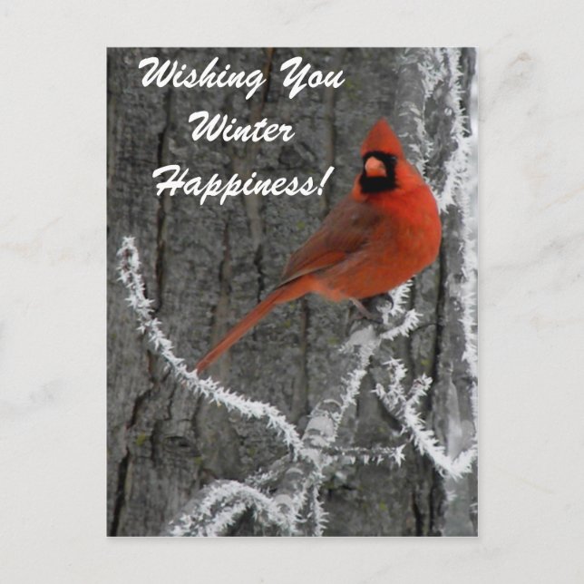Cardinal Greetings Postcard (Front)