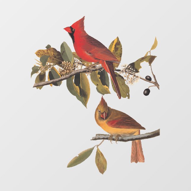 Cardinal Grosbeak Audubon Birds of America Window Cling (Sheet)