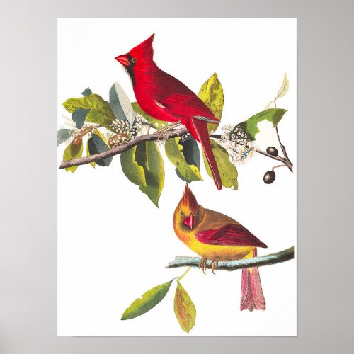 Cardinal Grosbeak by John James Audubon Poster