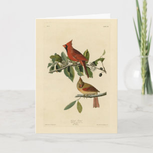 Cardinal Grosbeak from Audubon's Birds of America Card