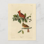 Cardinal Grosbeak from Audubon's Birds of America Postcard