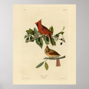 Cardinal Grosbeak from Audubon's Birds of America Poster