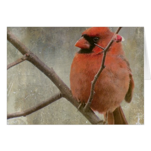 Cardinal Grunge Cards (Front Horizontal)