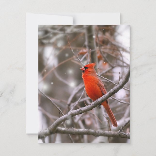 Cardinal Holiday Card (Front)