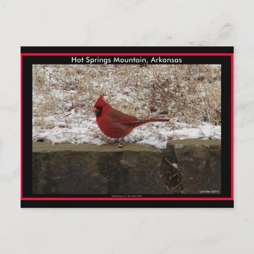 Cardinal Hot Springs Nat Park Mountain AR Gifts Postcard