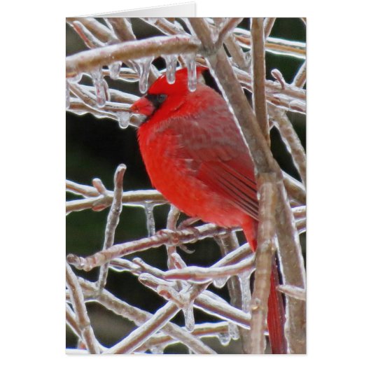 Cardinal Ice Cards (Front)