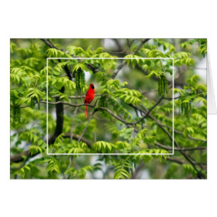 Cardinal in a Honey Locust Tree Cards