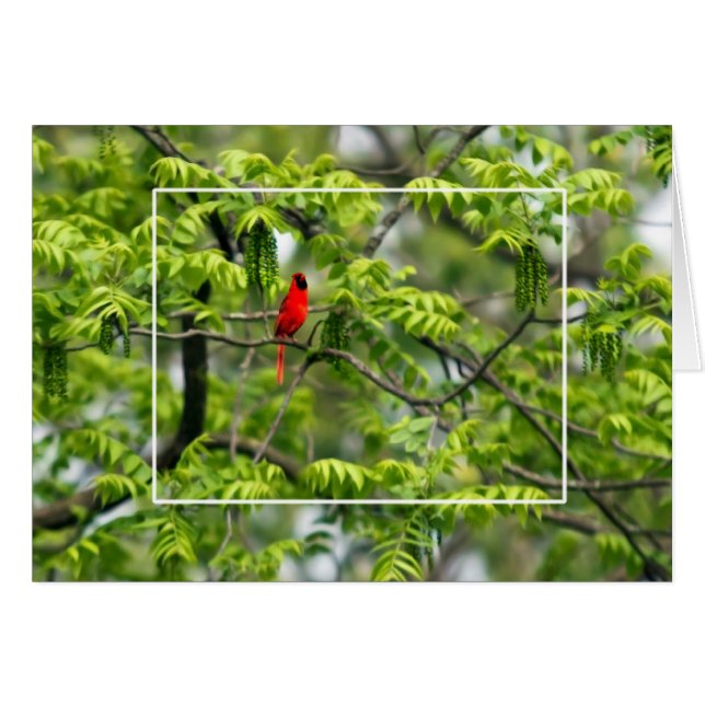 Cardinal in a Honey Locust Tree Cards (Front Horizontal)