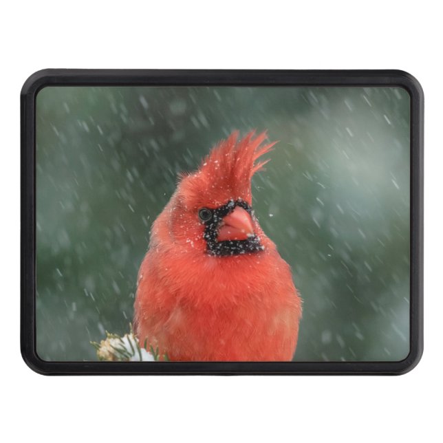 Cardinal in a pine tree during a snow storm hitch cover (Front)