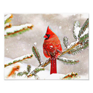 Cardinal in a pine tree in winter photo print