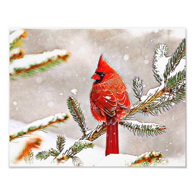 Cardinal in a pine tree in winter photo print (Front)