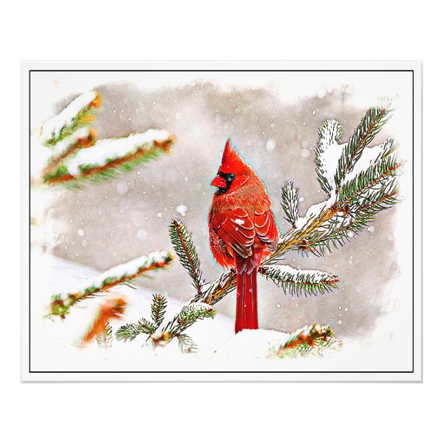 Cardinal in a pine tree photo print (Front)