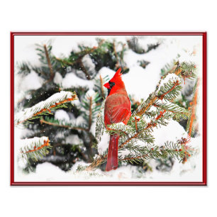 Cardinal in a pine tree photo print