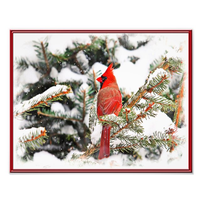 Cardinal in a pine tree photo print (Front)