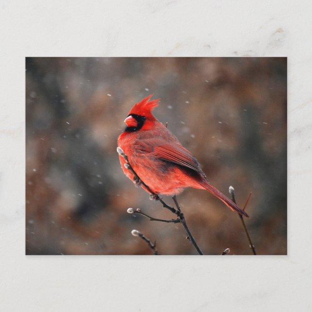 Cardinal in a Snowstorm Postcard (Front)