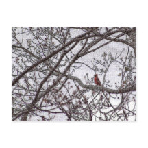 Cardinal in a Tree