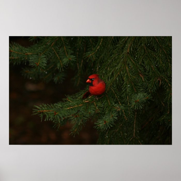 Cardinal in an Evergreen Poster