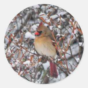 Cardinal in snow Christmas stickers