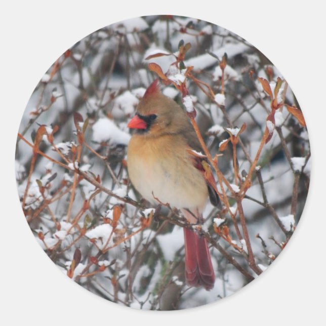 Cardinal in snow Christmas stickers (Front)