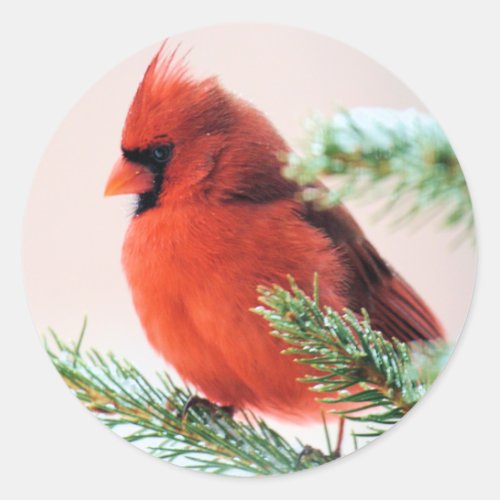 Cardinal in Snow Dusted Fir Classic Round Sticker