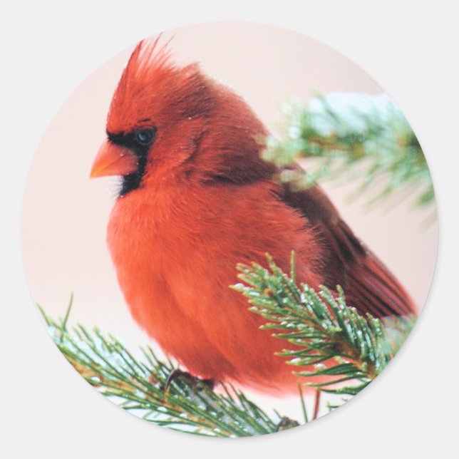 Cardinal in Snow Dusted Fir Classic Round Sticker (Front)