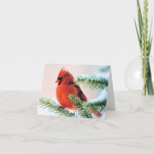 Cardinal in Snow Dusted Fir Holiday Card
