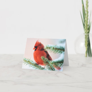 Cardinal in Snow Dusted Fir Holiday Card