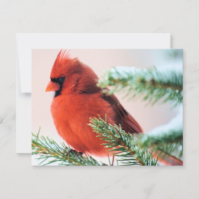 Cardinal in Snow Dusted Fir Invitation (Front)