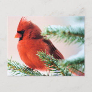 Cardinal in Snow Dusted Fir Invitation