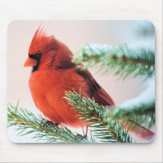 Cardinal in Snow Dusted Fir Mouse Pad