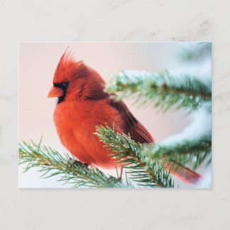 Cardinal in Snow Dusted Fir Postcard