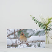 Cardinal in Snow Storm (Standing Front)