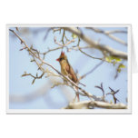 Cardinal In Spring at Zazzle