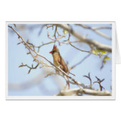 Cardinal In spring (Front Horizontal)